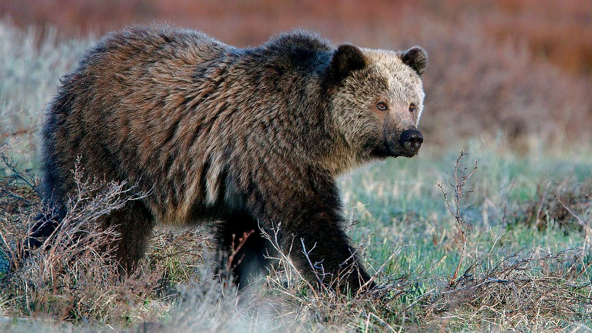 die prärie - rückkehr der wildnis