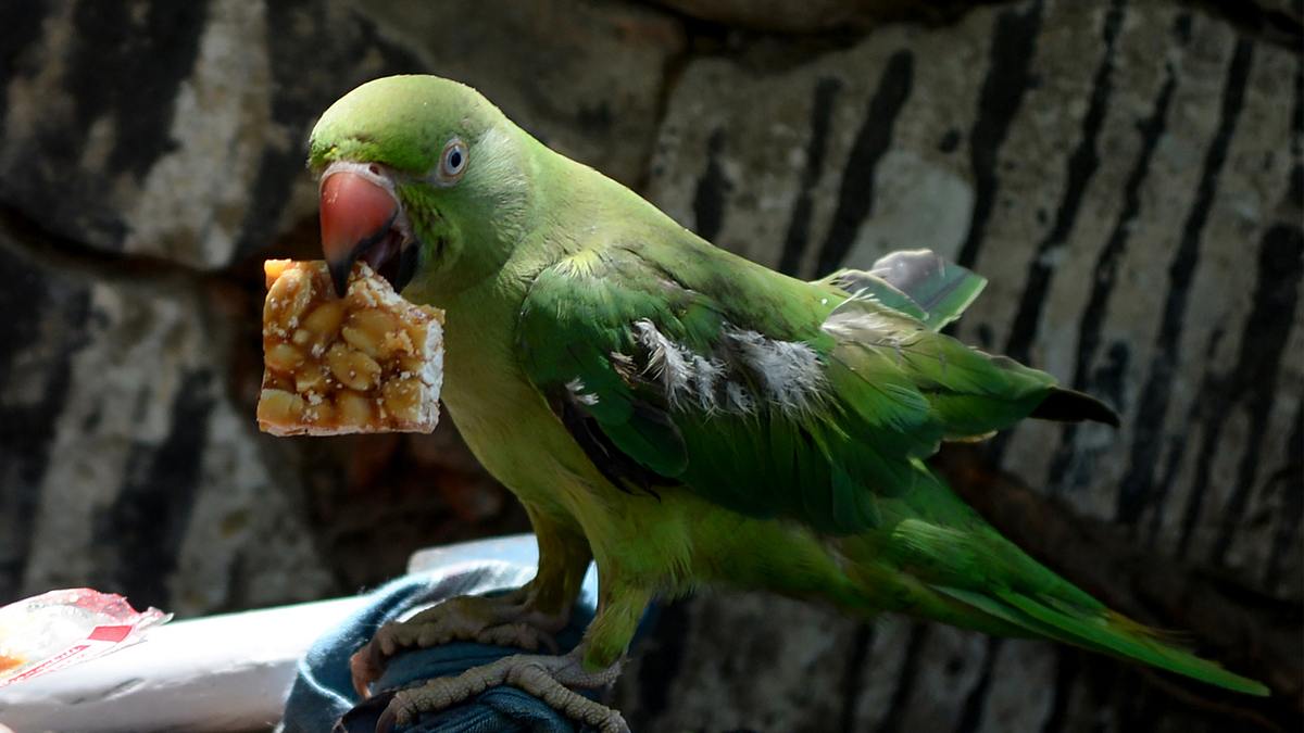 Animal Mysteries - Unglaubliches Tierverhalten animal mysteries - unglaubliches tierverhalten
