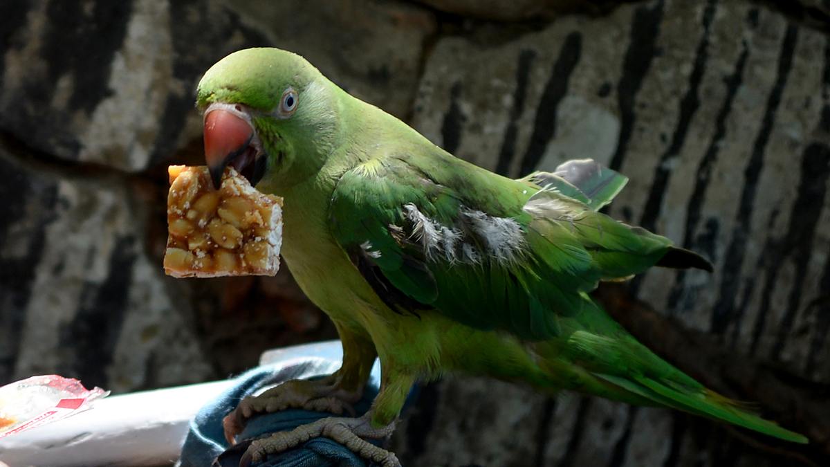 animal mysteries - unglaubliches tierverhalten