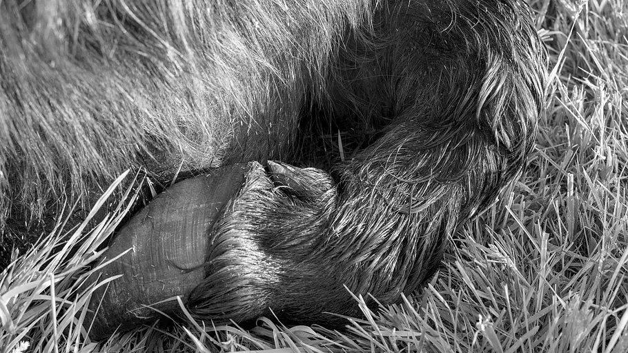 tierisch fotogen