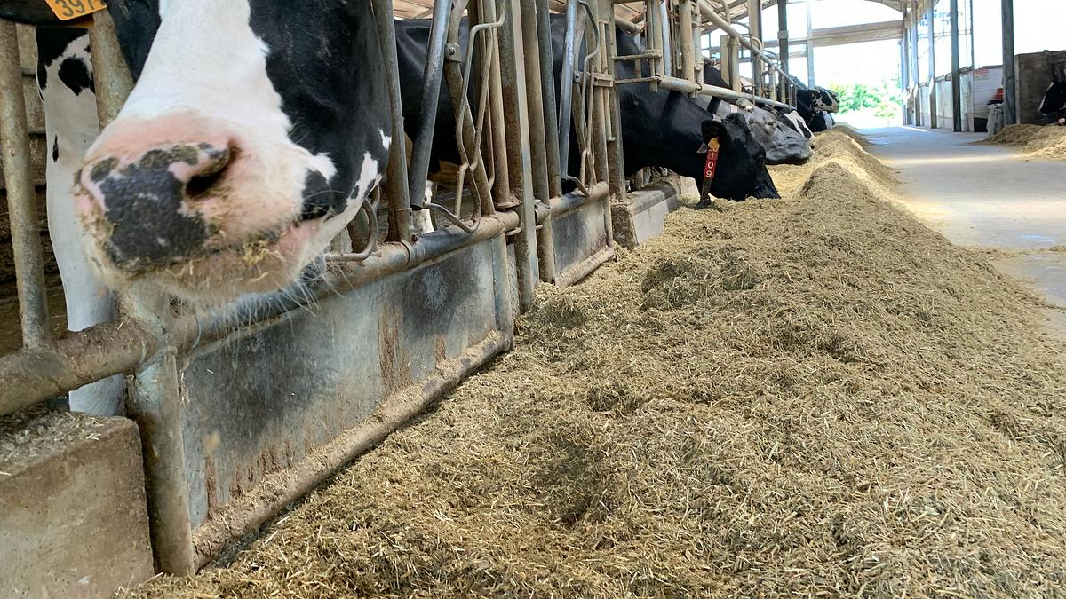 unsere verrückte italienische farm