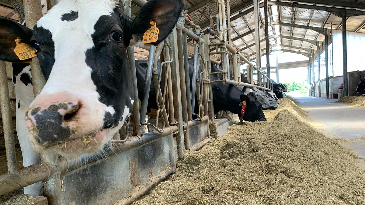 unsere verrückte italienische farm
