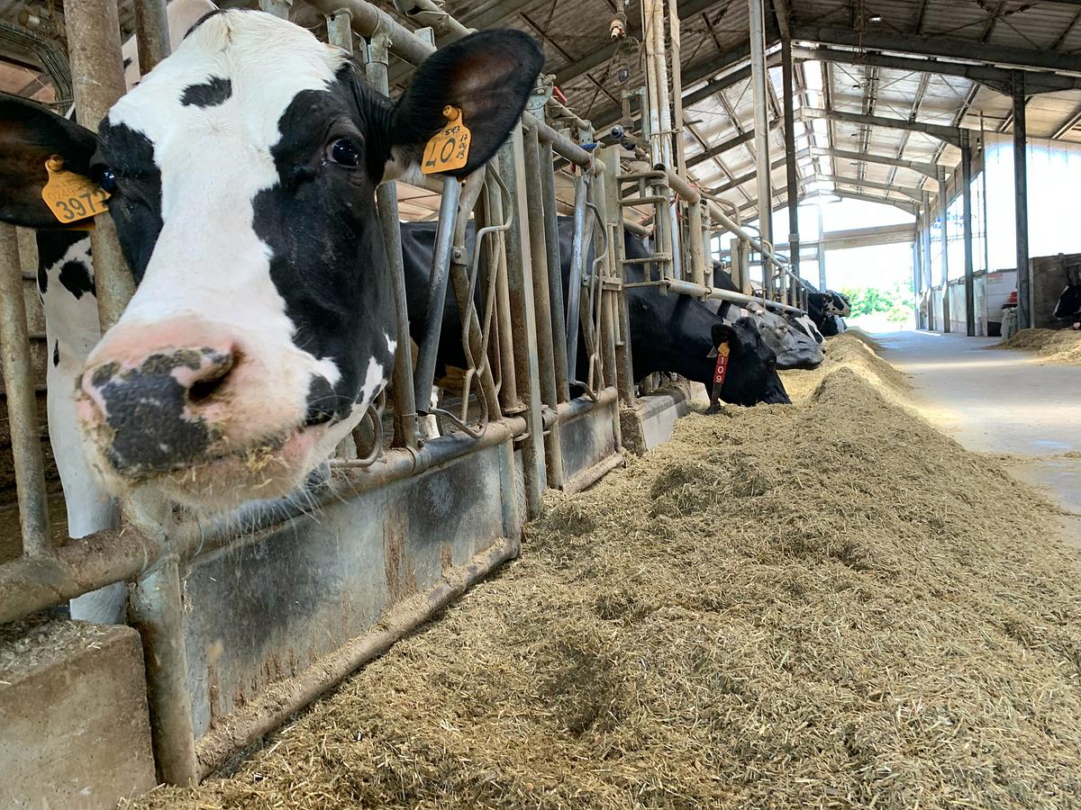 unsere verrückte italienische farm