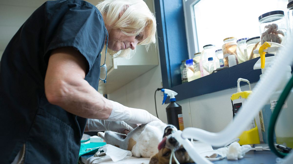 dr. dee: tierärztin in alaska