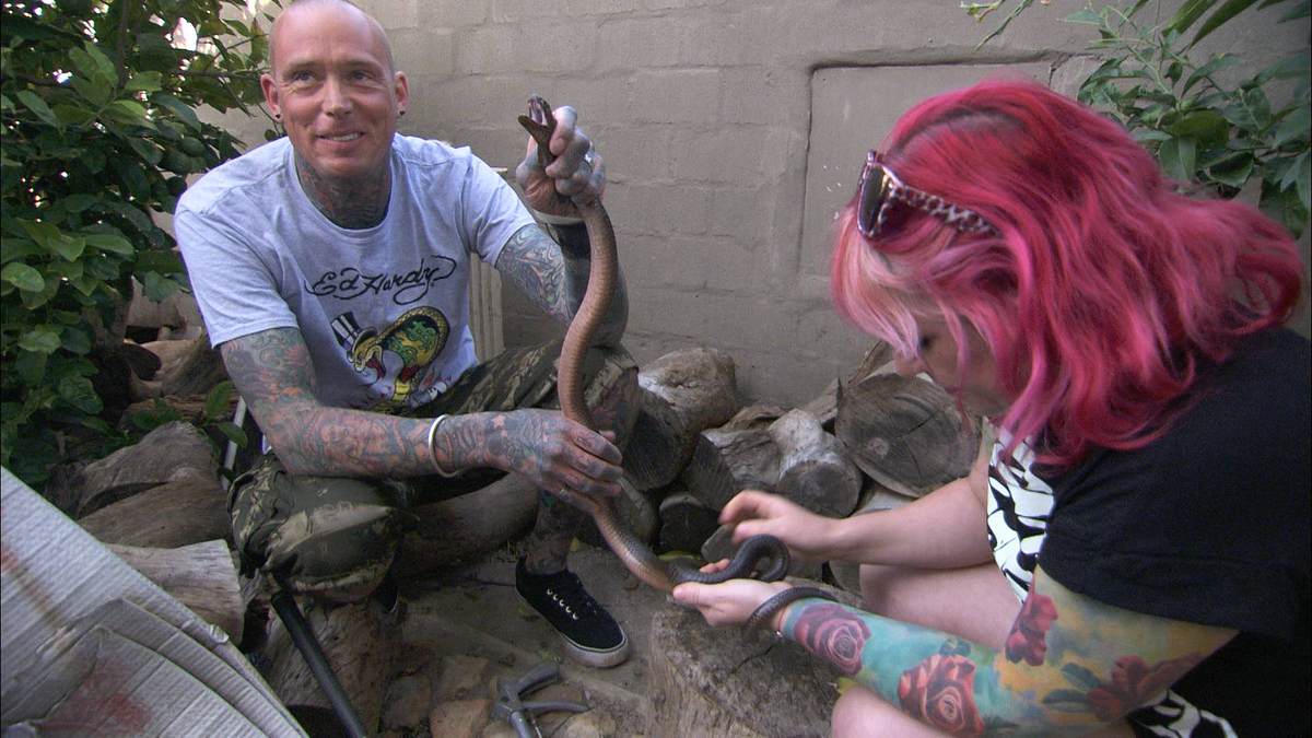 snakes in the city