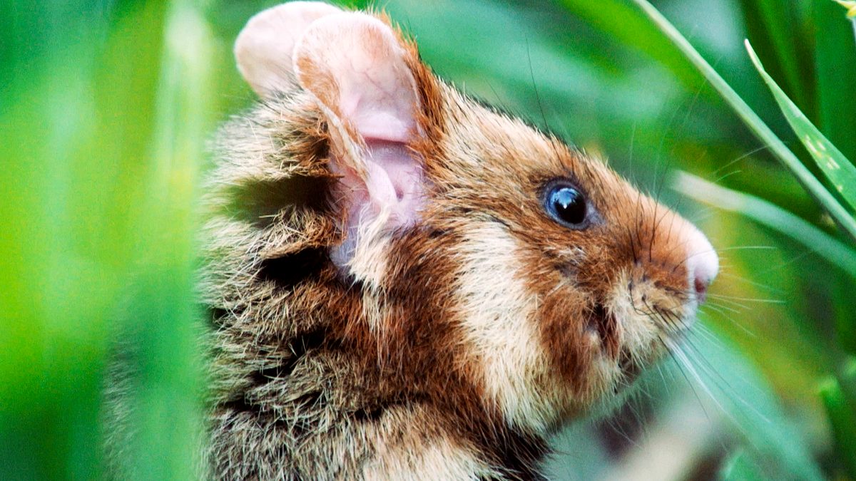der kleine held vom hamsterfeld