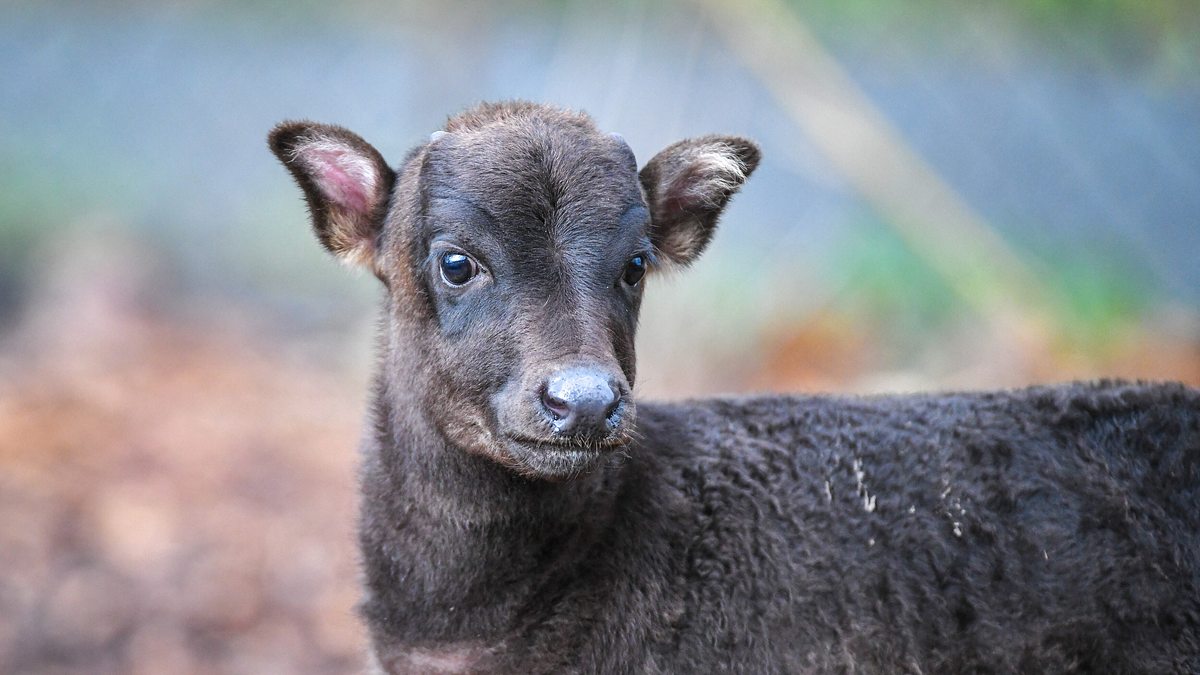 zoo und so - tierisch wild!