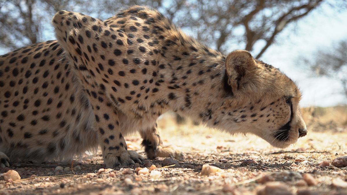 die superkräfte der tiere