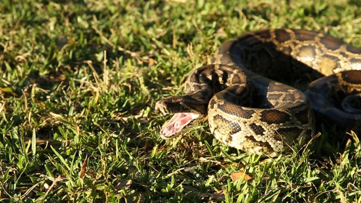 python-invasion