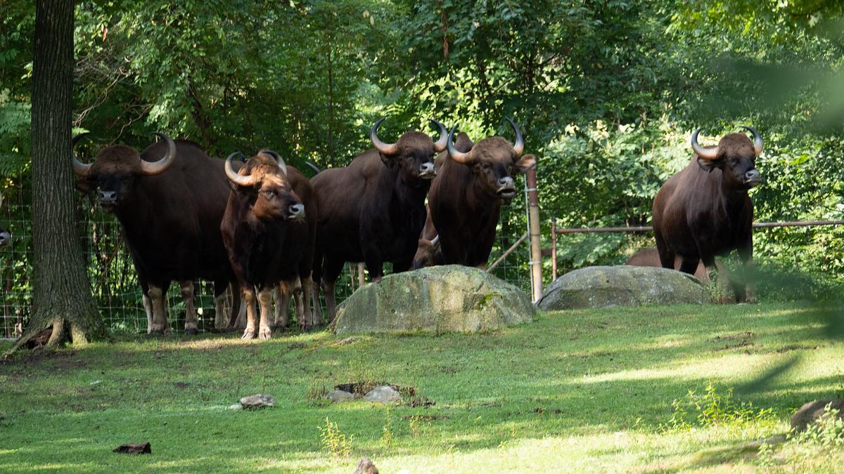 bronx zoo - tierpark der superlative
