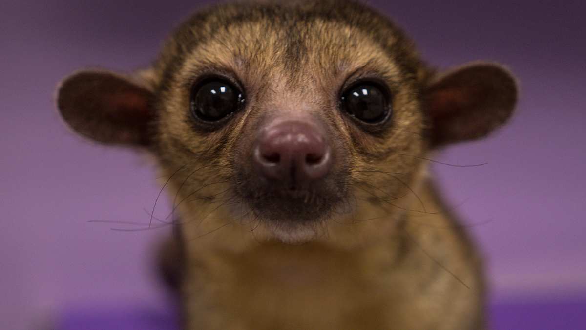 Die Tierärzte von Houston die tierärzte von houston