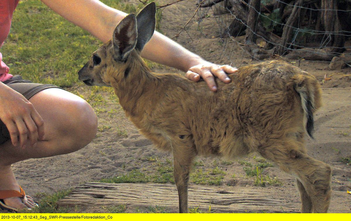 das waisenhaus für wilde tiere - abenteuer afrika