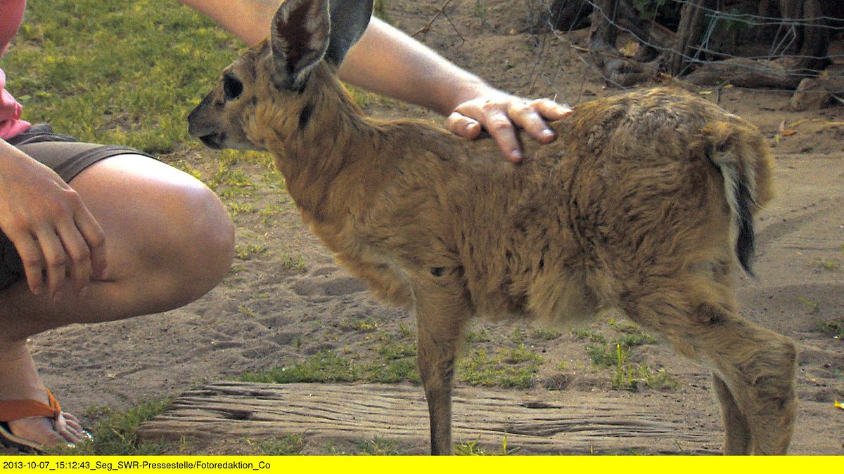 das waisenhaus für wilde tiere - abenteuer afrika