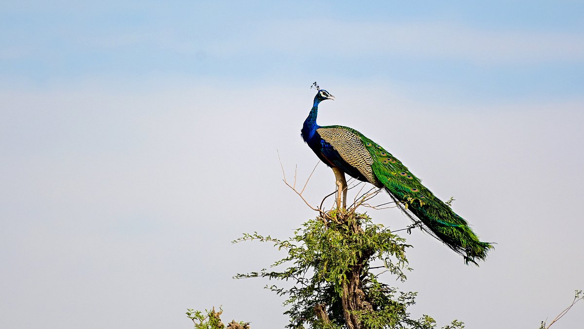 pakistans natur, ein fragiler schatz