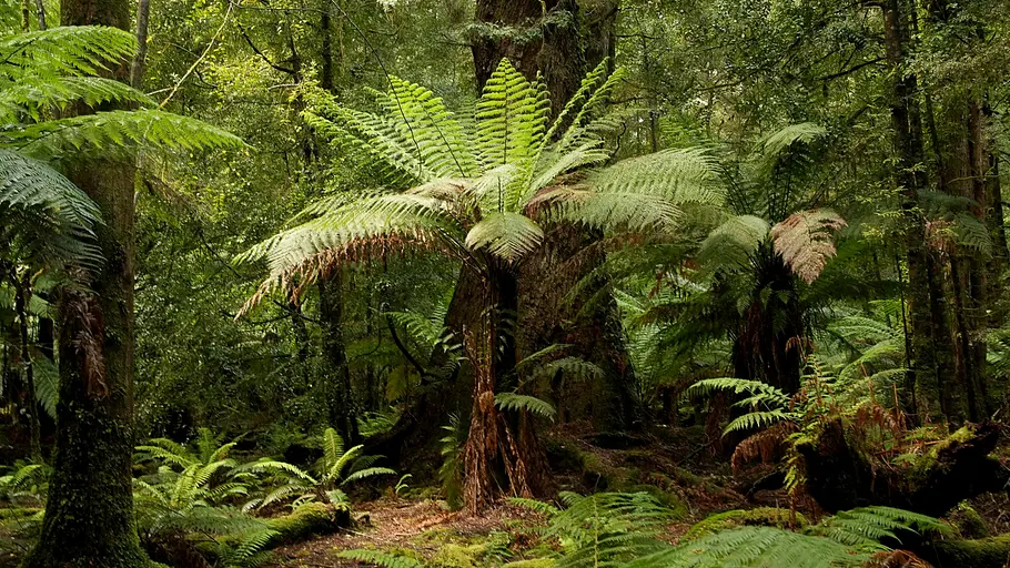 tasmaniens wundersame tierwelt