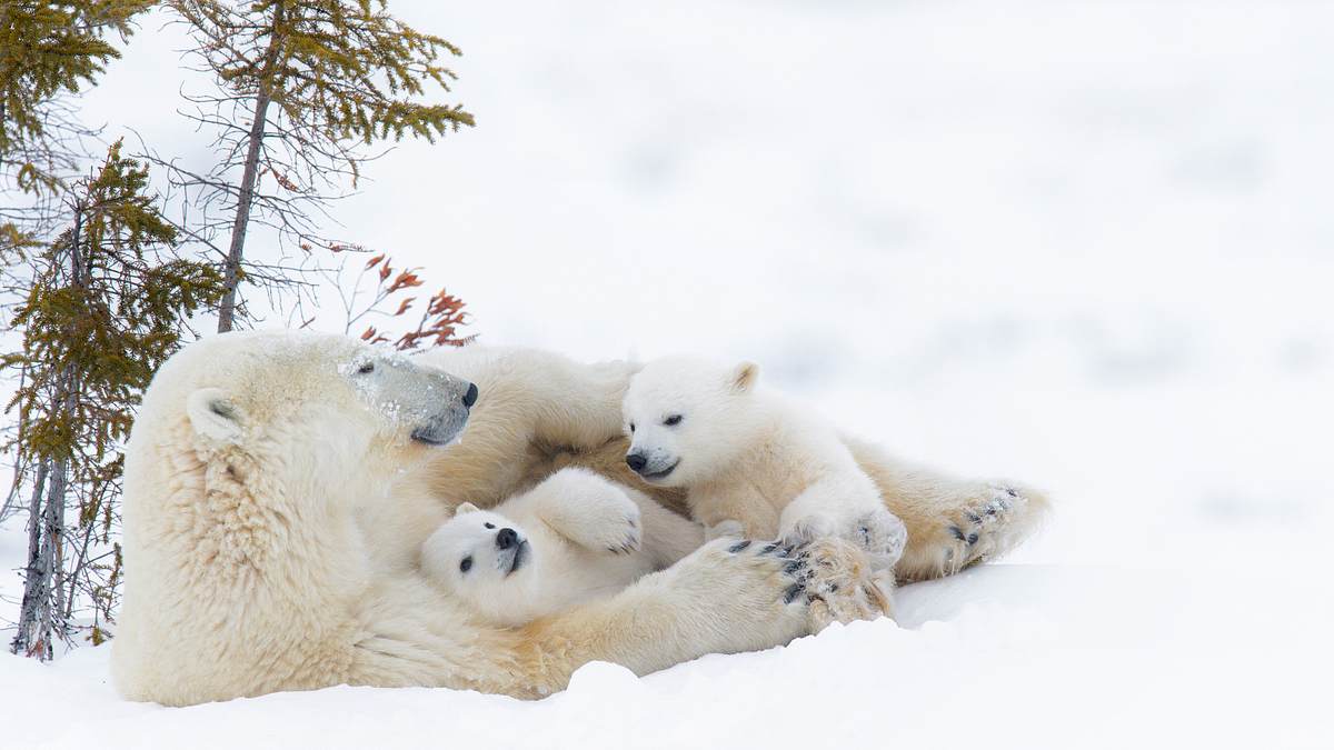 die reise der eisbären