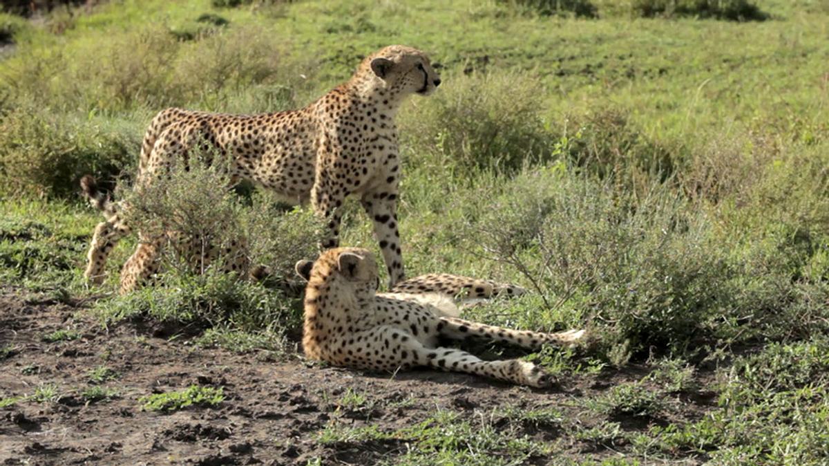 kampf der raubkatzen - löwe gegen gepard
