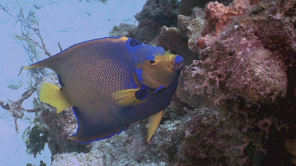 fish tank kings - gigantische wasserwelten