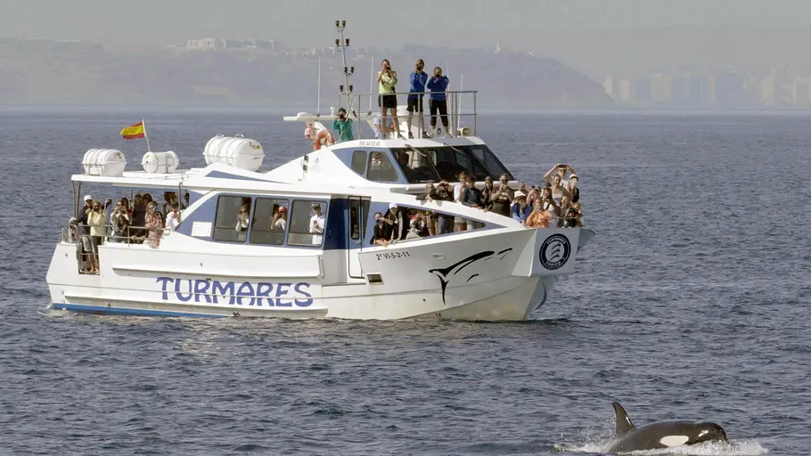 achtung orcas! gefahr vor gibraltar?