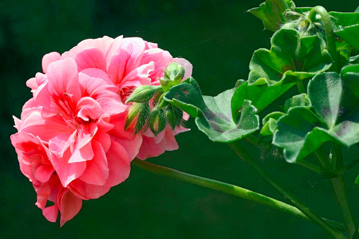 schnittgut. alles aus dem garten
