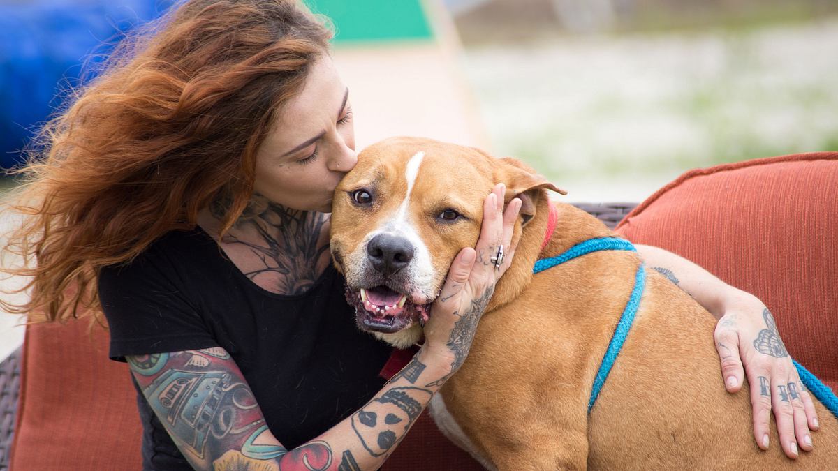Pitbulls auf Bewährung pitbulls auf bewährung