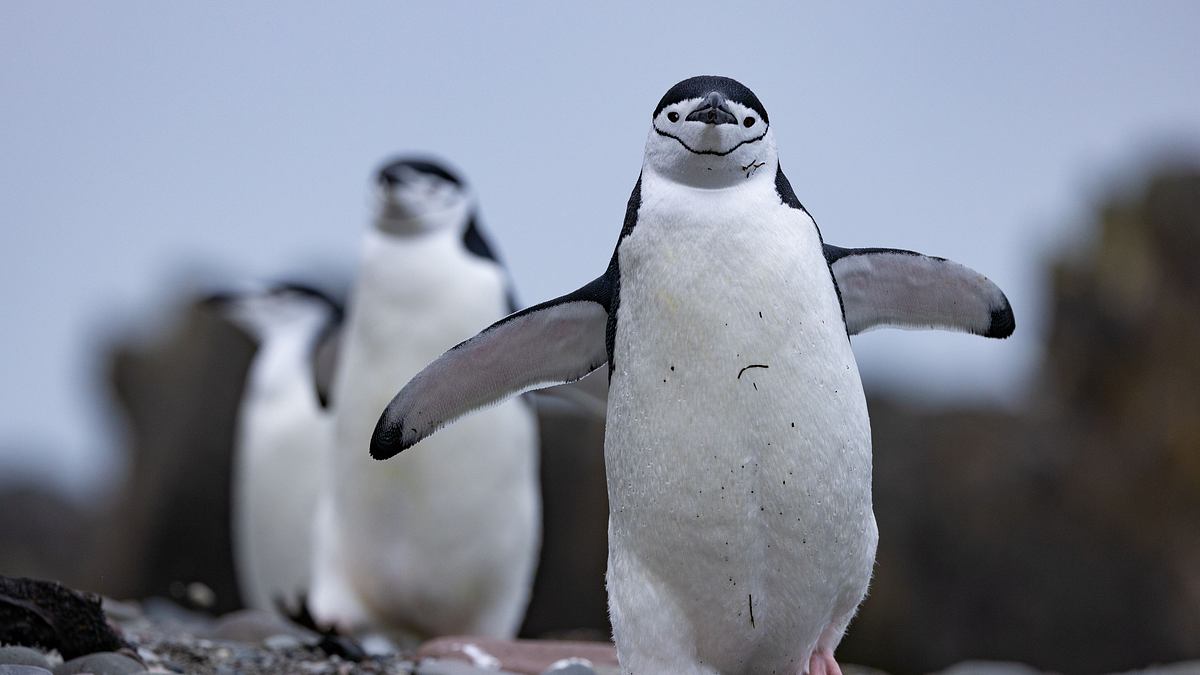 die geheimnisvolle welt der pinguine
