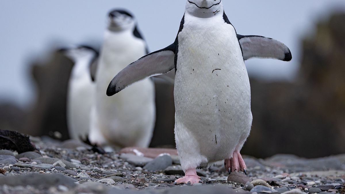 die geheimnisvolle welt der pinguine