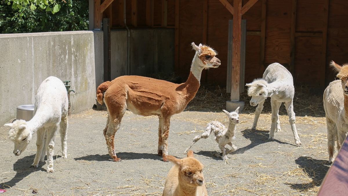 bronx zoo - tierpark der superlative