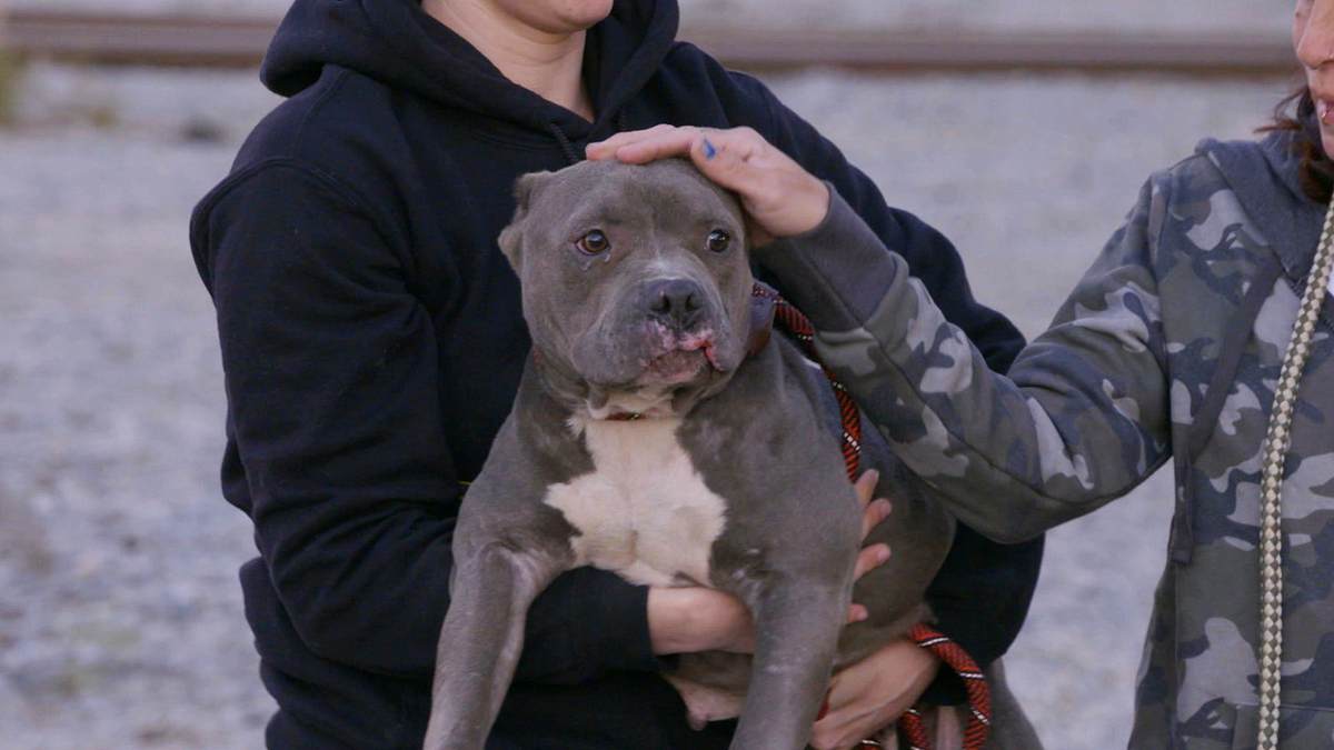 Pitbulls auf Bewährung pitbulls auf bewährung