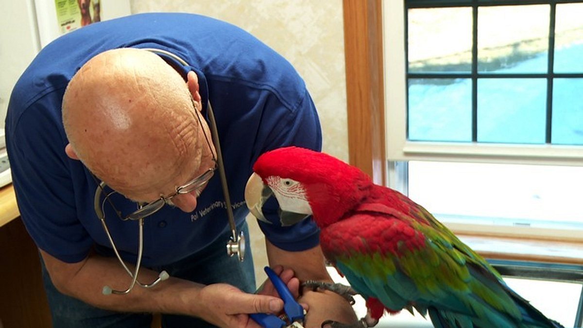 der unglaubliche dr. pol