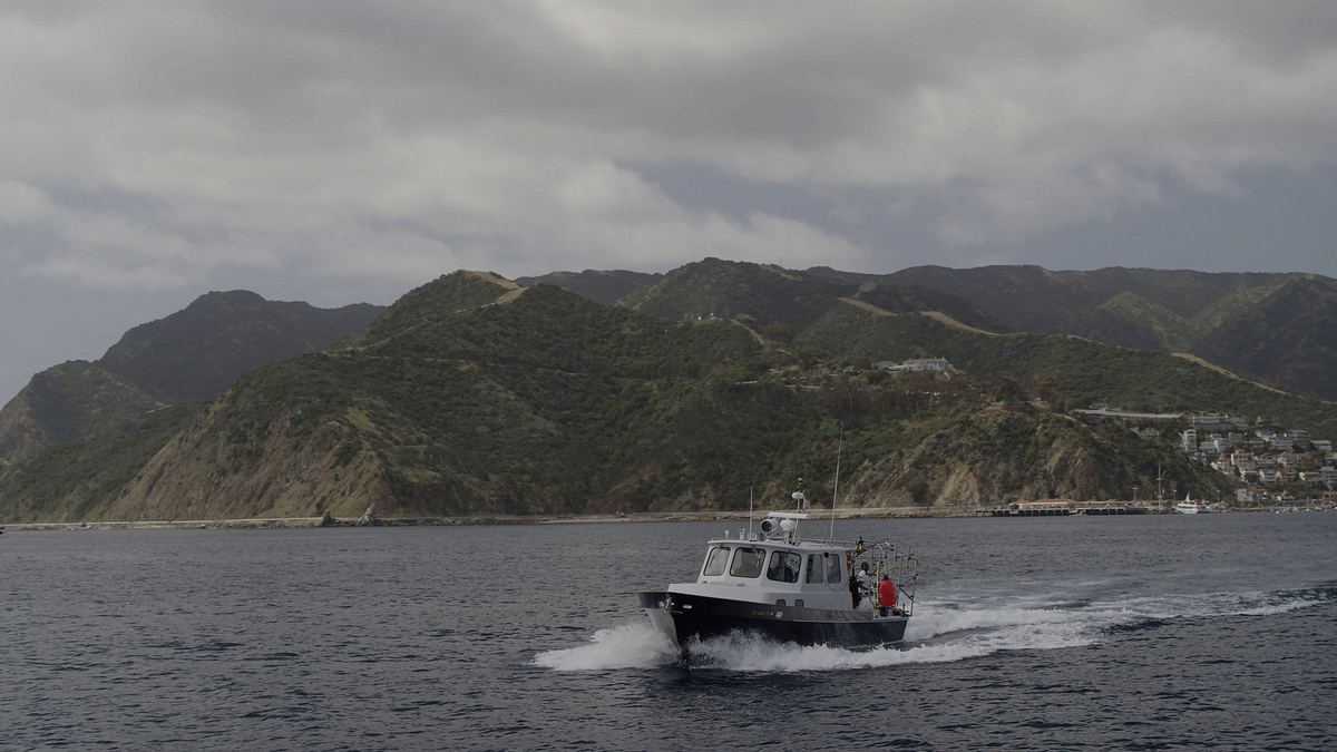 makohaie vor kalifornien