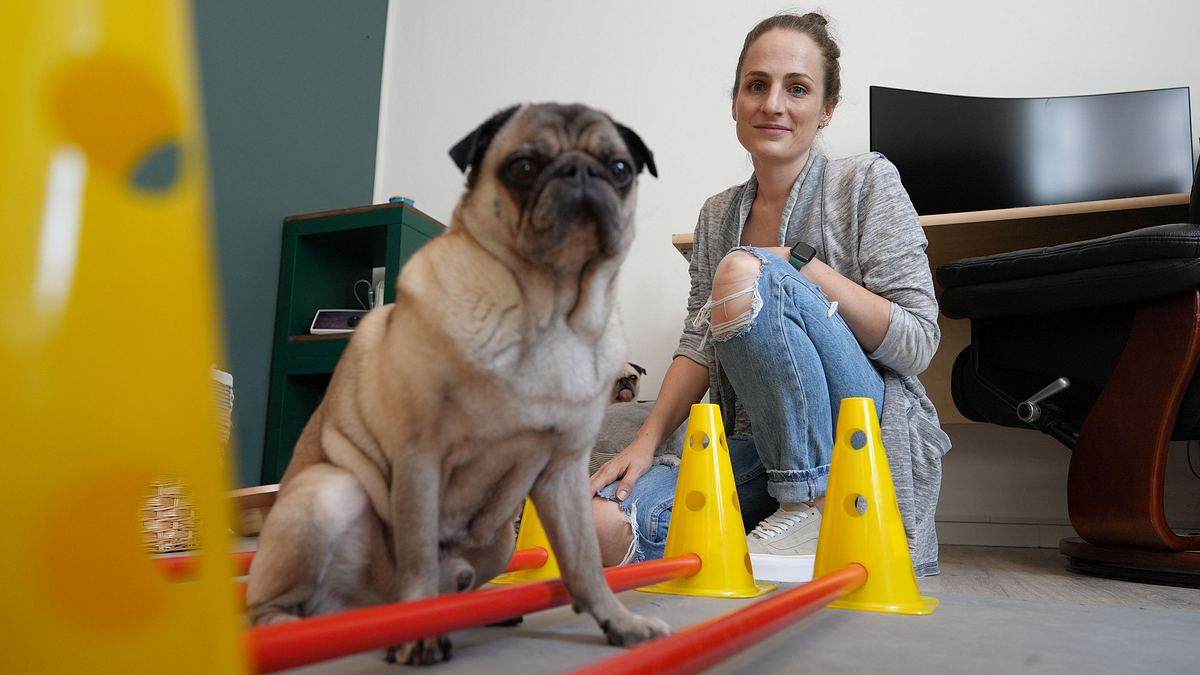 das leiden der modehunde - niedlich, aber krankgezüchtet?