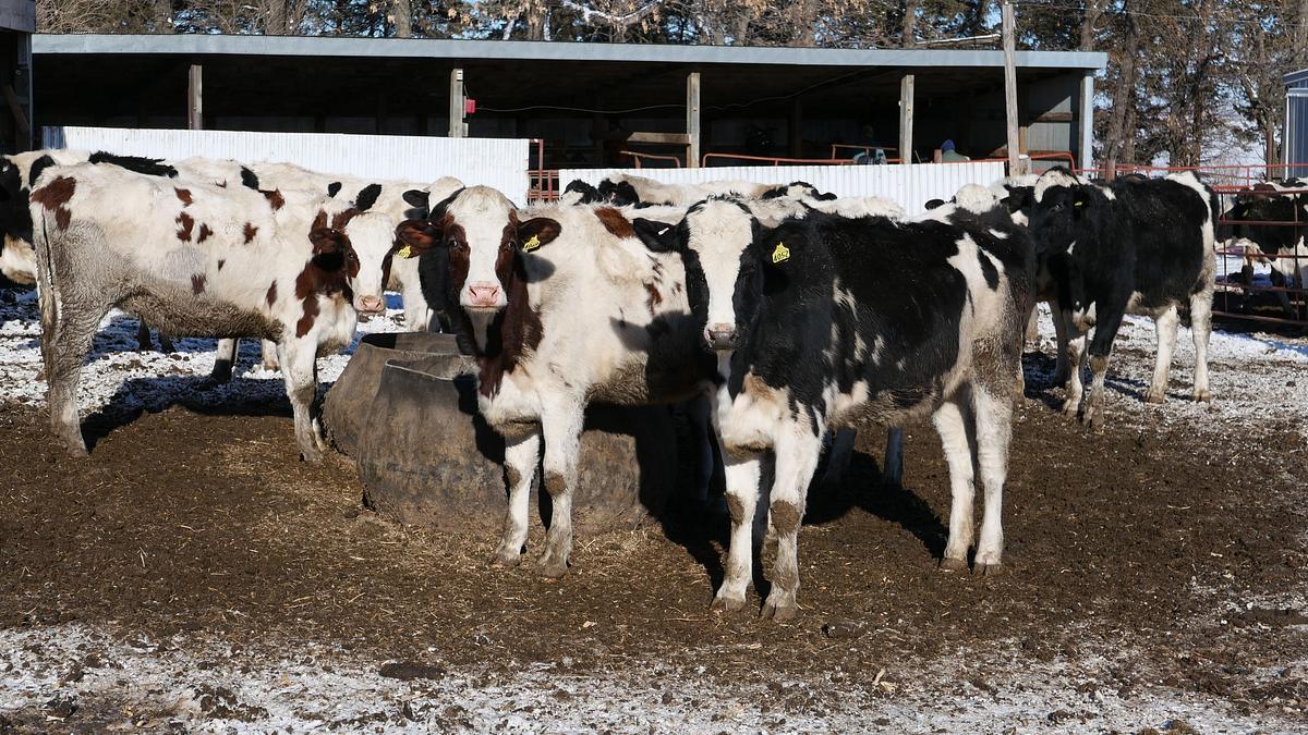 heartland docs - die tierarzt-familie