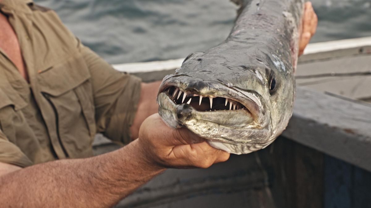 giganten unter wasser - riesenfischen auf der spur