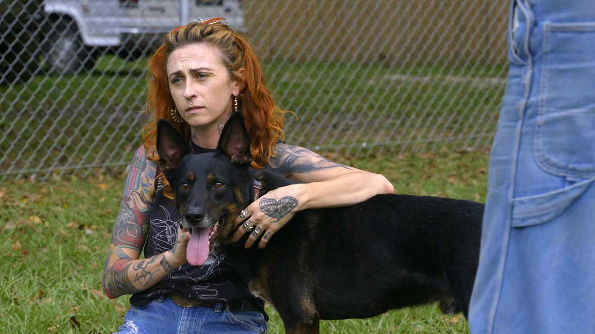 pitbulls auf bewährung
