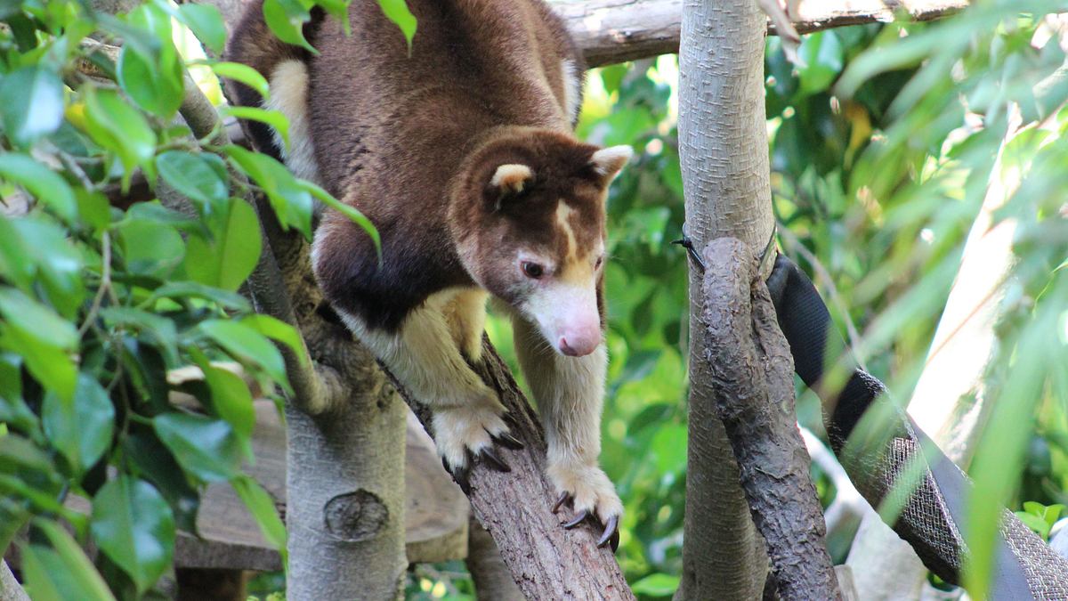 san diego zoo