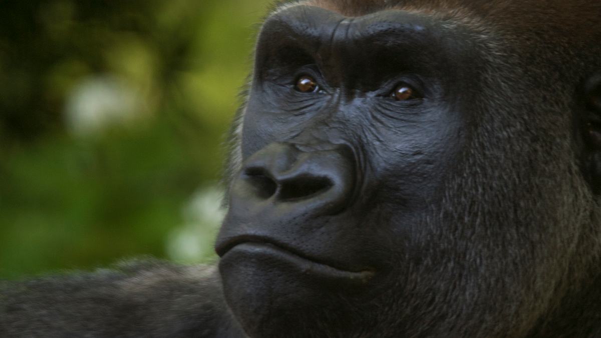 bronx zoo - tierpark der superlative