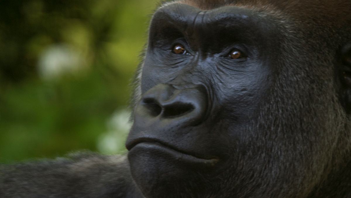 Bronx Zoo - Tierpark der Superlative bronx zoo - tierpark der superlative