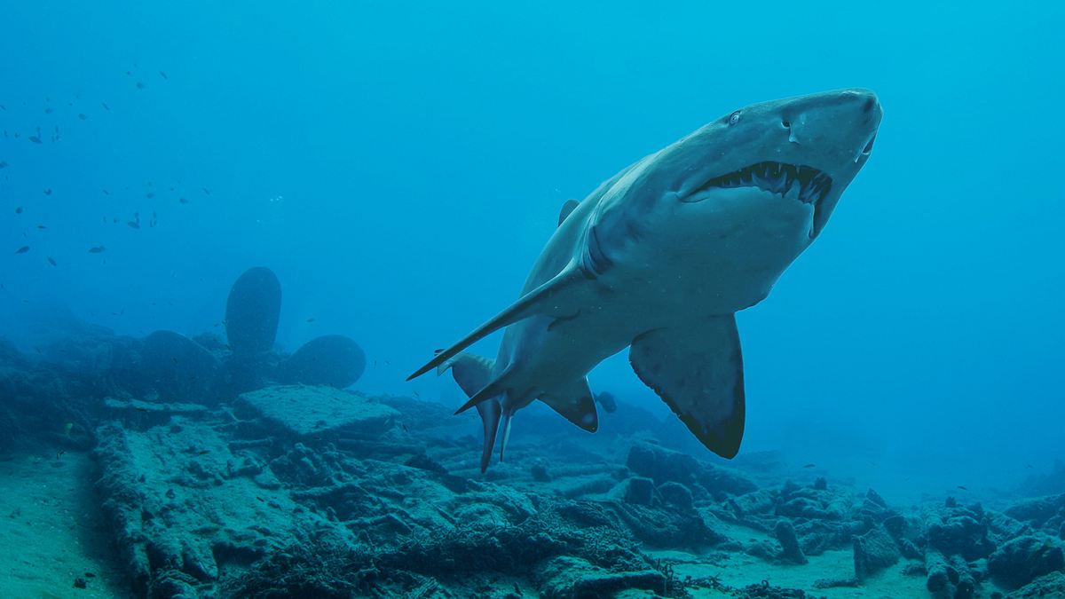 Ninja Sharks 2 - Neue Jäger der Tiefe ninja sharks 2 - neue jäger der tiefe