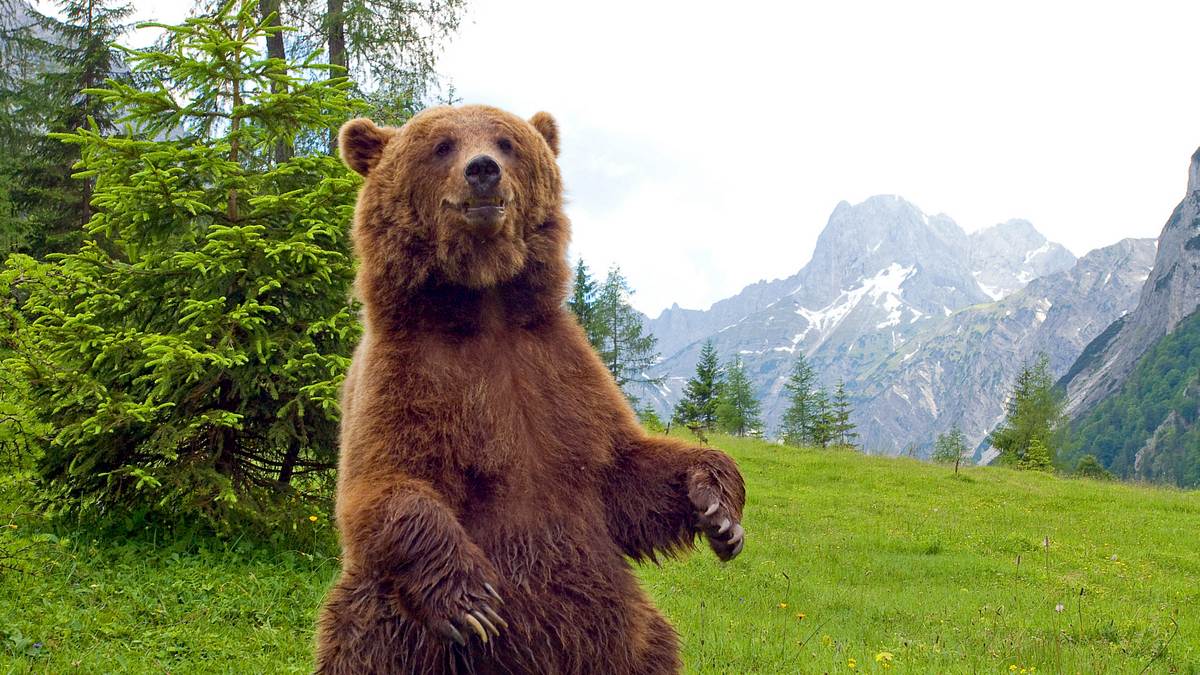 der bär ist los! die geschichte von bruno