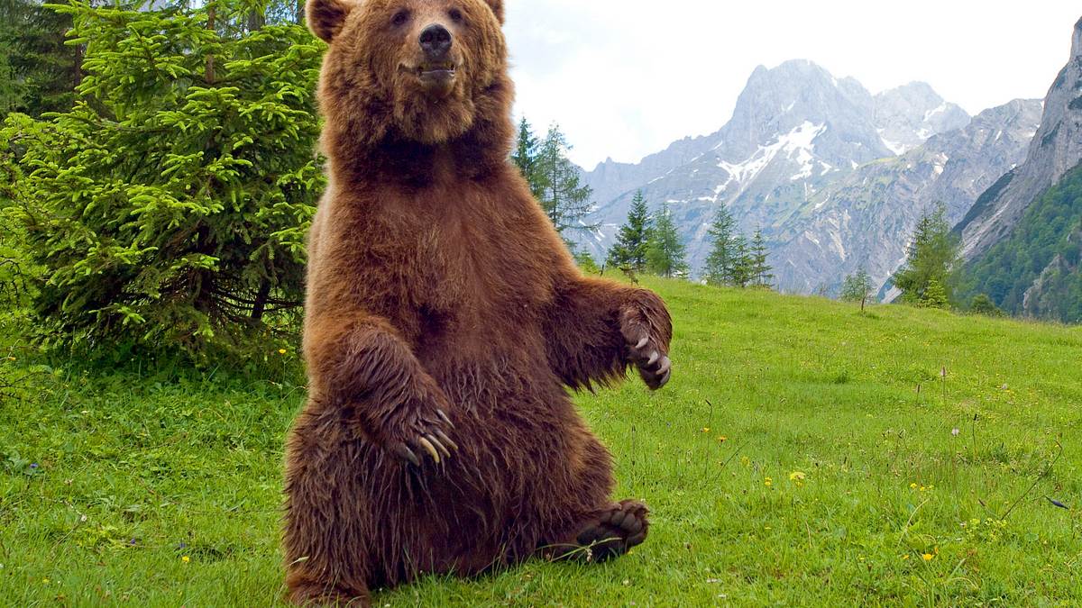 der bär ist los! die geschichte von bruno