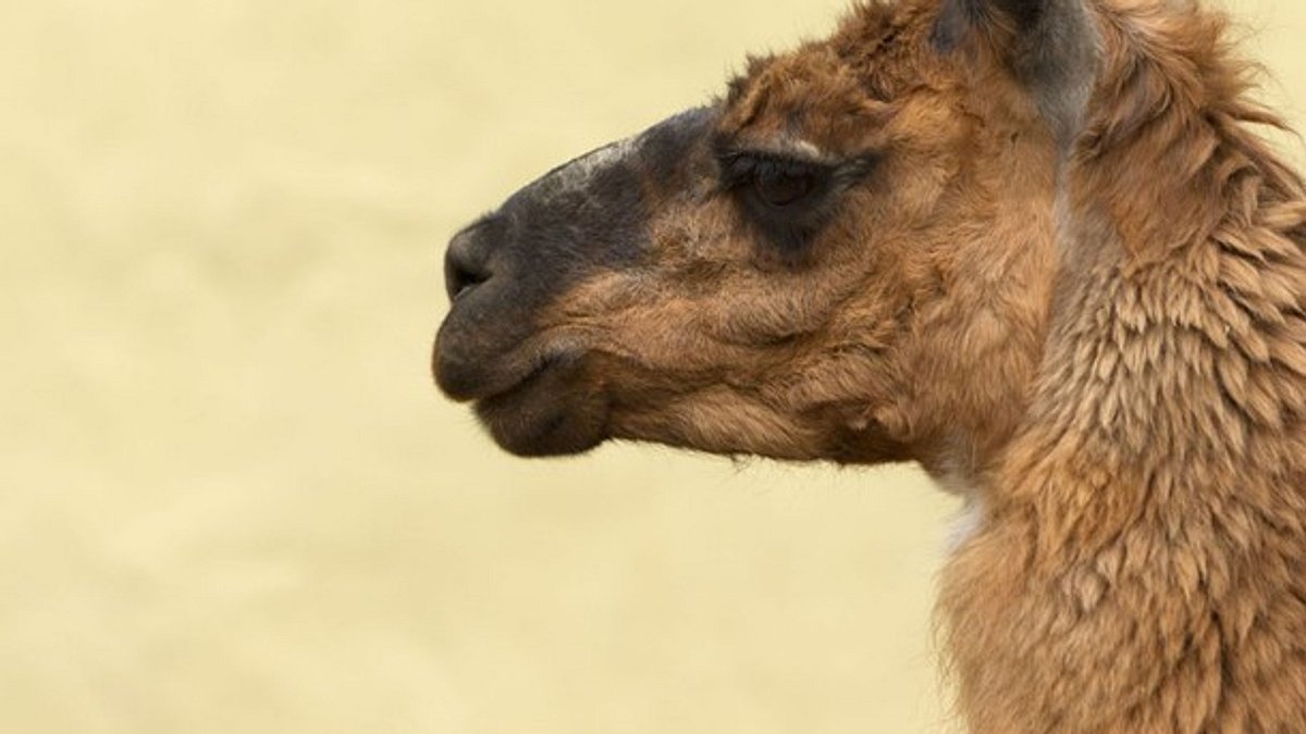 der unglaubliche dr. pol