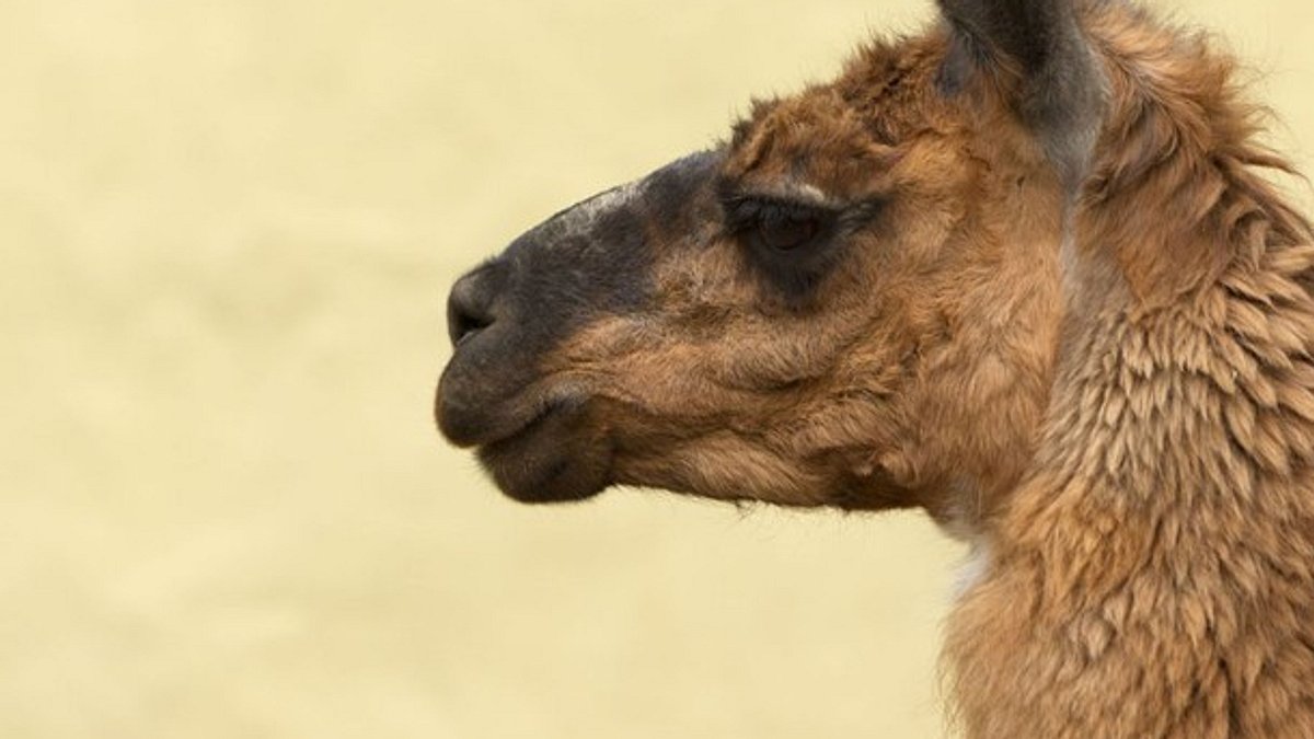 der unglaubliche dr. pol