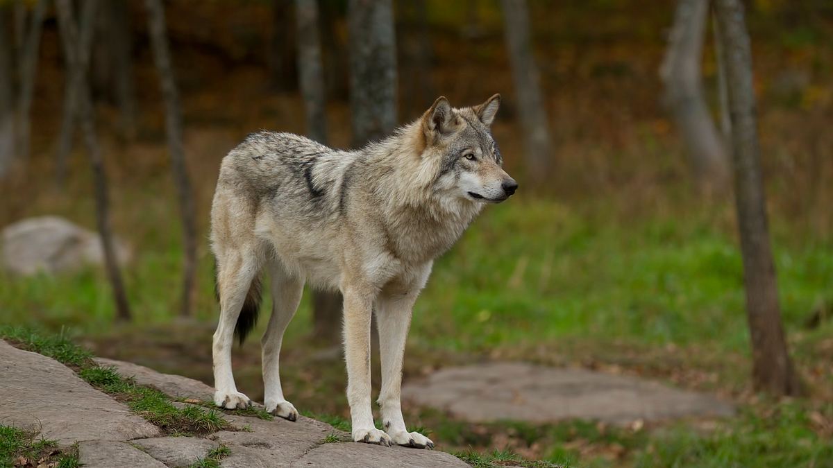 die superkräfte der tiere