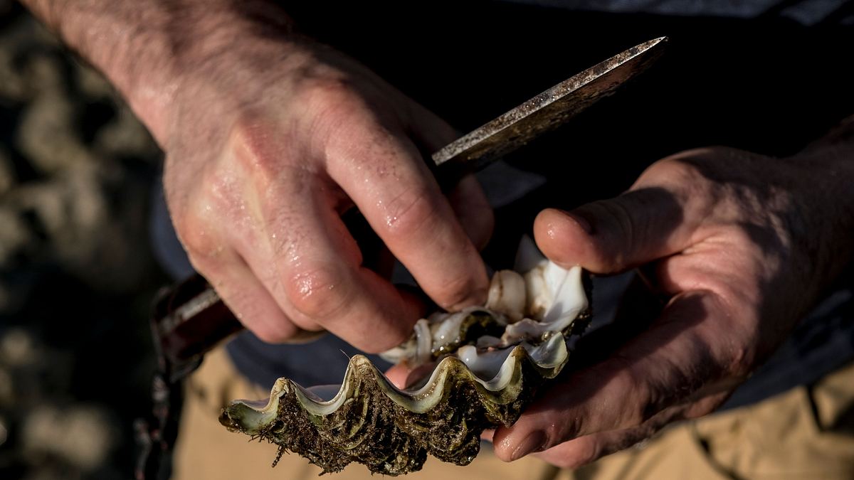 ed stafford: das survival-duell