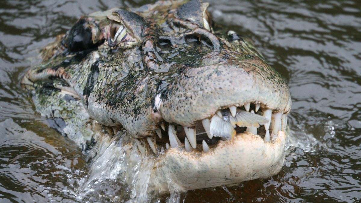der schwarze kaiman: die legende des amazonas