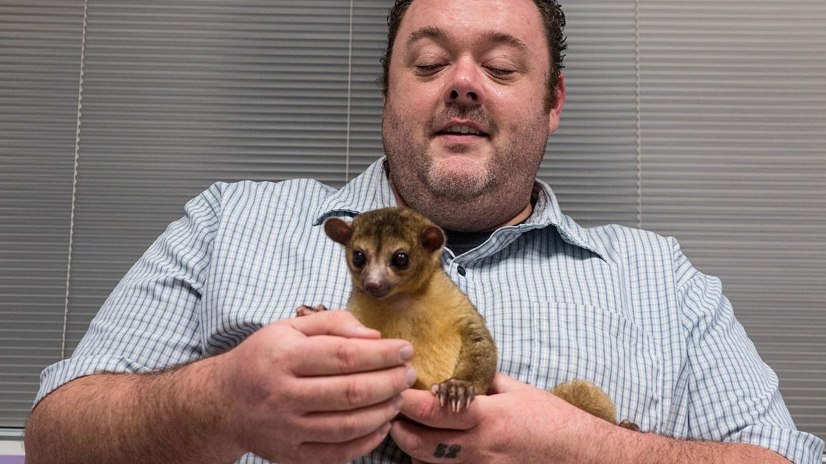 die tierärzte von houston