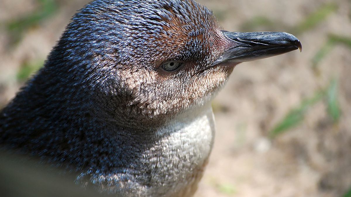 wildlife diaries australien