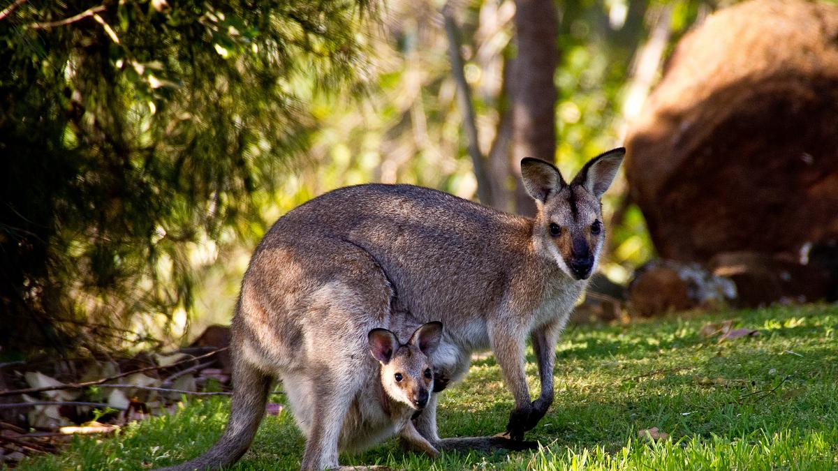 bronx zoo - tierpark der superlative