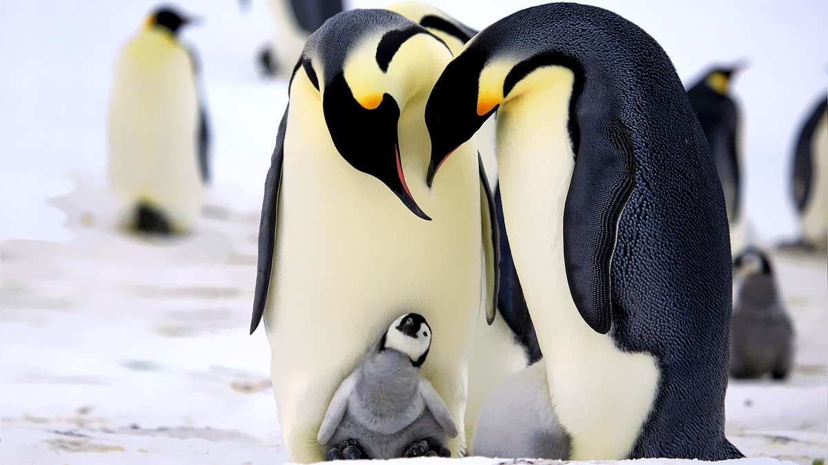 Pinguine hautnah Pinguine hautnah